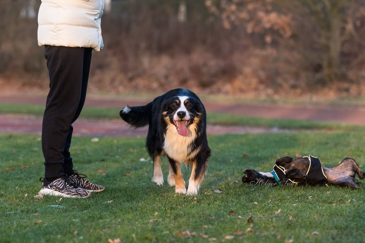 Bild 11 - Hundeshooting